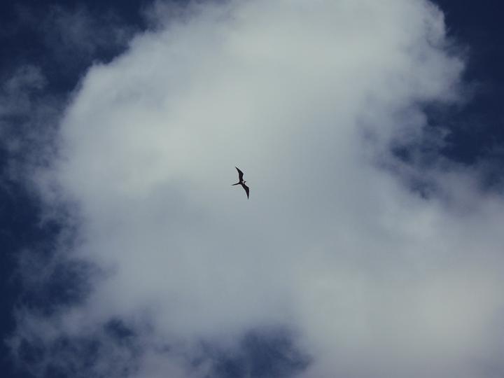 Bird1.jpg
