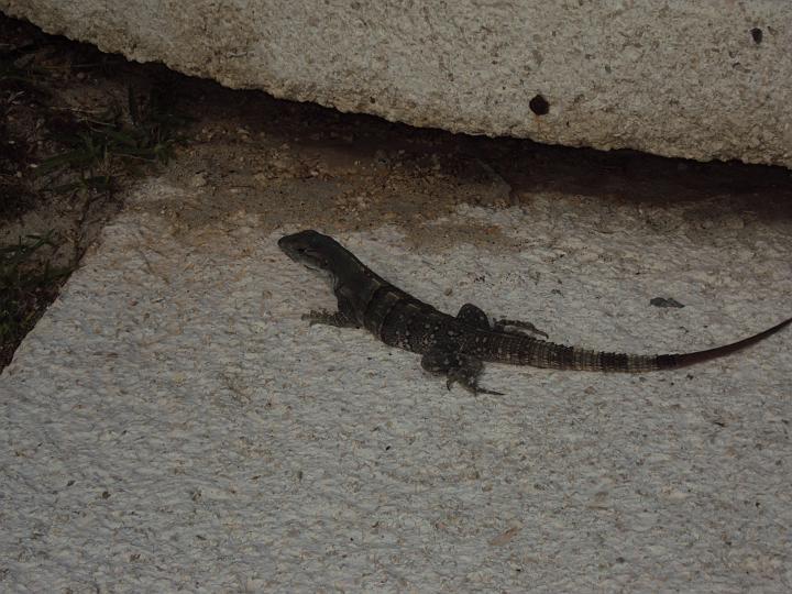 Lizard.jpg