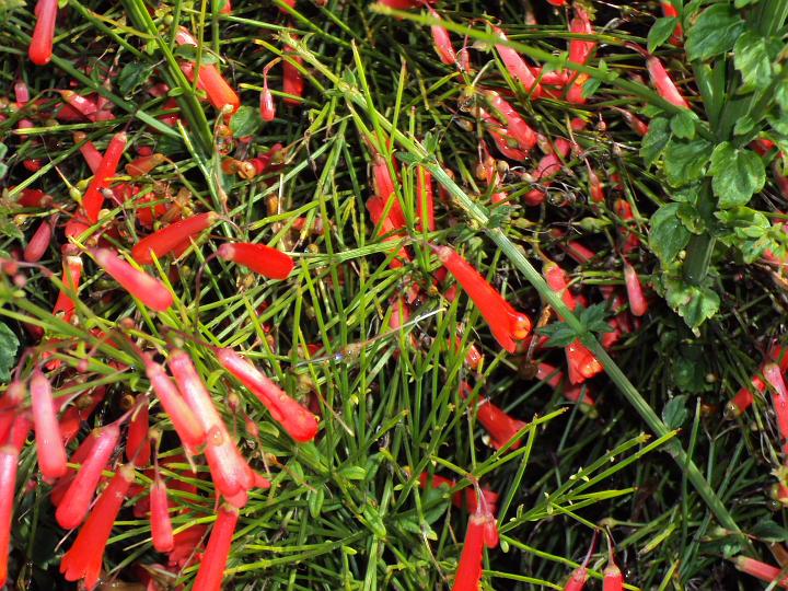 flowers2.jpg