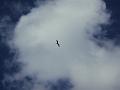 Bird1