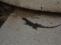 Lizard