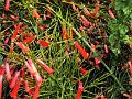 flowers2