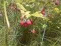 IMG-20110806-00033
