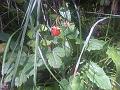 IMG-20110806-00034