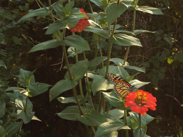 Butterfly1.jpg