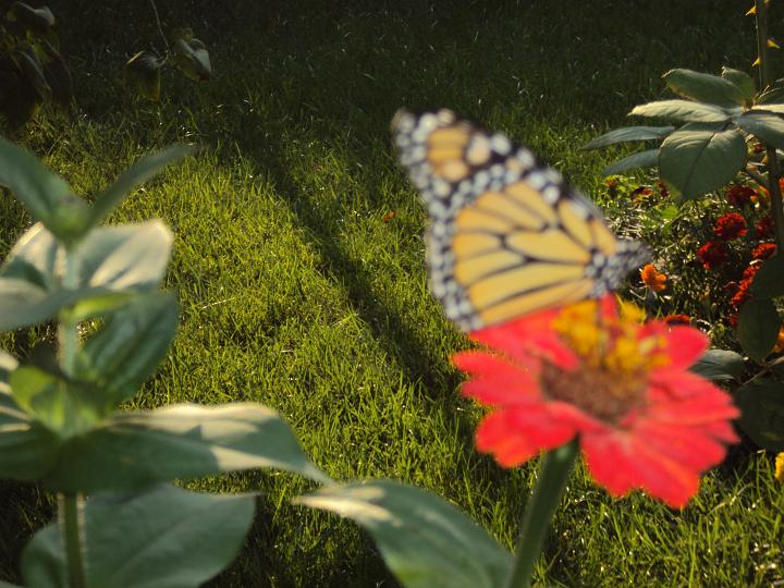 Butterfly2.jpg