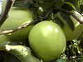 Apples2