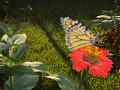Butterfly2