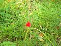 Flower3
